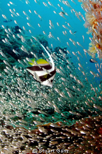 Pennant in a sea of glass fish by Stuart Ganz 